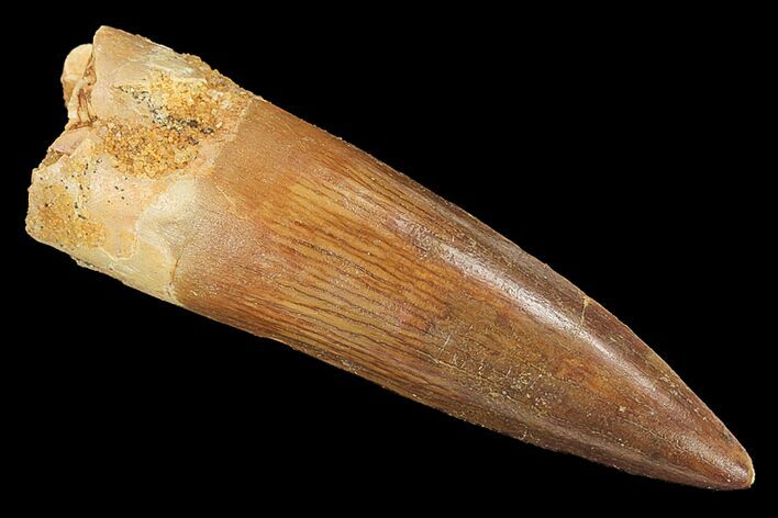Real Spinosaurus Tooth - Nice Tip #134466